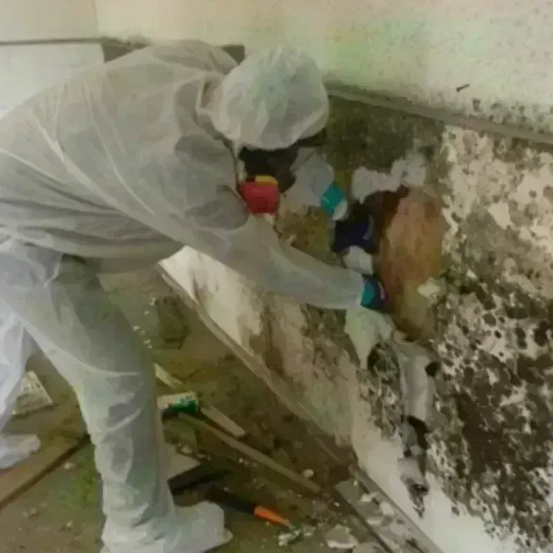 Mold Remediation and Removal in Grant County, WV